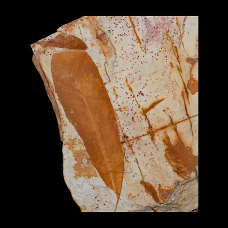 3.7" Detailed Glossopteris Browniana Fossil Plant Leafs Permian Age Australia