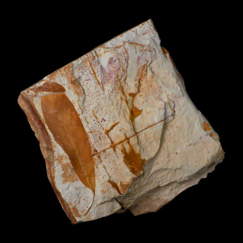 3.7" Detailed Glossopteris Browniana Fossil Plant Leafs Permian Age Australia - Fossil Age Minerals