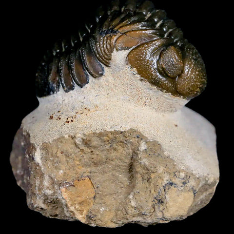 2.4" Moroccops Trilobite Fossil Devonian Morocco 400 Million Years Old COA - Fossil Age Minerals