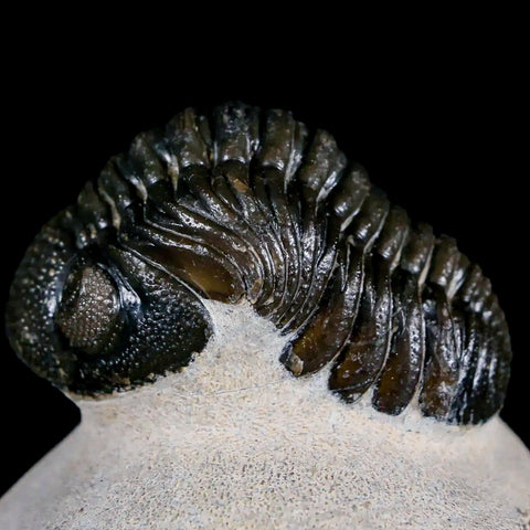 2.4" Moroccops Trilobite Fossil Devonian Morocco 400 Million Years Old COA - Fossil Age Minerals