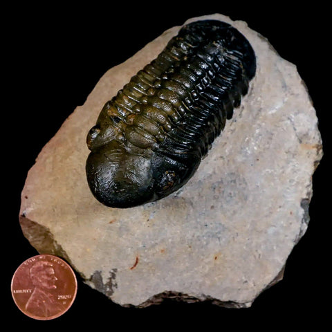 2.7" Reedops Cephalotes Trilobite Fossil Morocco Devonian Age 400 Mil Yrs Old COA - Fossil Age Minerals
