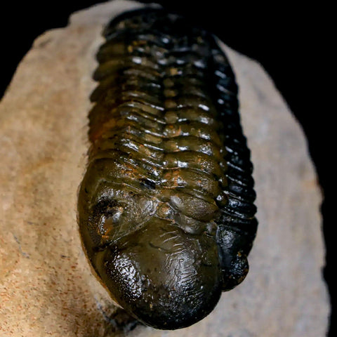 2.7" Reedops Cephalotes Trilobite Fossil Morocco Devonian Age 400 Mil Yrs Old COA - Fossil Age Minerals