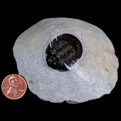 1.4" Scabriscutellum Trilobite Fossil Devonian Morocco 400 Million Years Old COA - Fossil Age Minerals