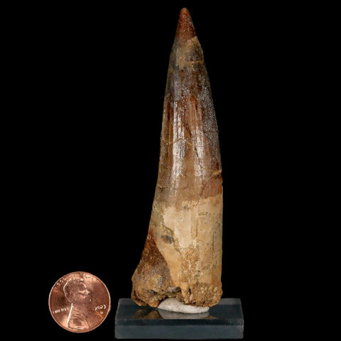 XL 3.6" Spinosaurus Fossil Tooth 100 Million Years Old Cretaceous Dinosaur COA Stand - Fossil Age Minerals