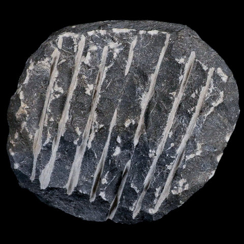 1.4" Scabriscutellum Trilobite Fossil Devonian Morocco 400 Million Years Old COA - Fossil Age Minerals