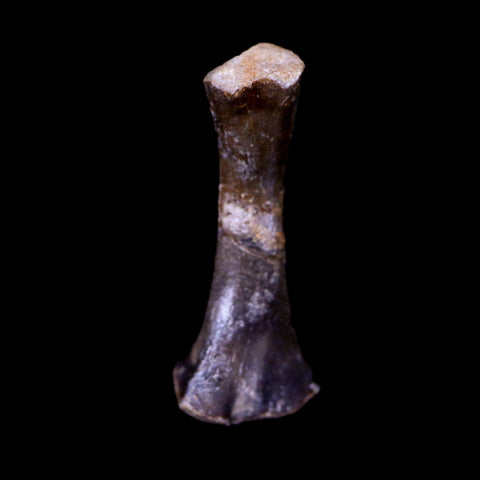 Captorhinus Aguti Fossil Femur Bone Permian Age Reptile 299 Mil Yrs Old Display COA - Fossil Age Minerals