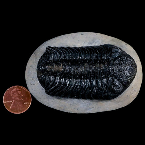 2.5" Moroccops Trilobite Fossil Devonian Morocco 400 Million Years Old COA - Fossil Age Minerals