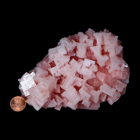 5.5" Quality Pink Halite Salt Crystals Cluster Mineral Trona, CA Searles Lake - Fossil Age Minerals