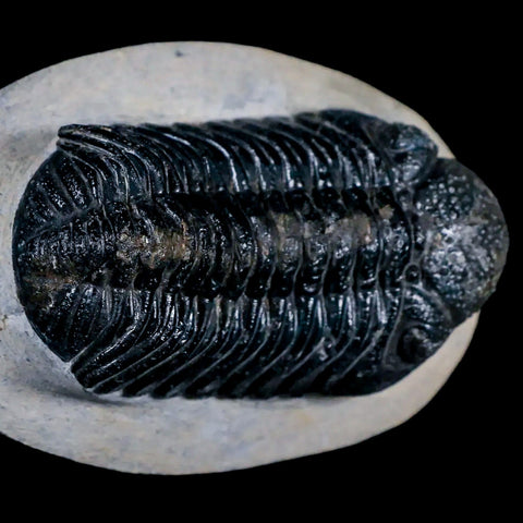 2.5" Moroccops Trilobite Fossil Devonian Morocco 400 Million Years Old COA - Fossil Age Minerals