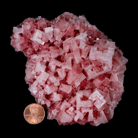 4.7" Quality Deep Pink Halite Salt Crystals Cluster Mineral Trona, CA Searles Lake - Fossil Age Minerals