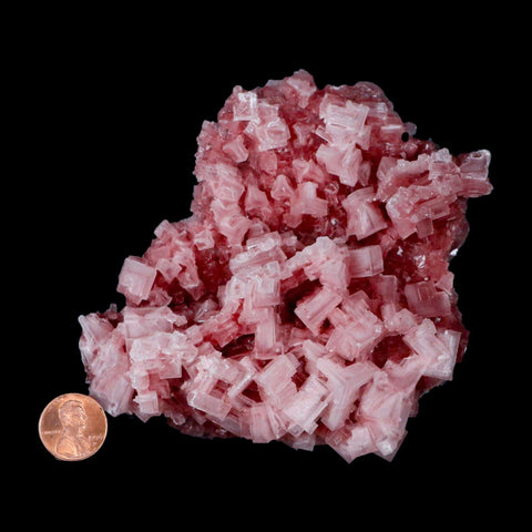 5.1" Quality Deep Pink Halite Salt Crystals Cluster Mineral Trona, CA Searles Lake - Fossil Age Minerals