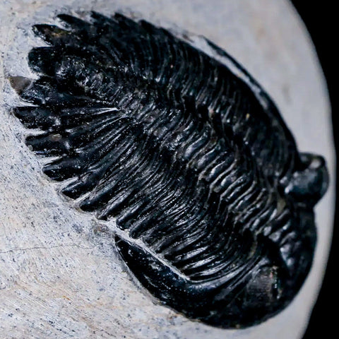 1.9" Metacanthina Issoumourensis Trilobite Fossil Devonian Age 400 Mil Yrs Old COA - Fossil Age Minerals