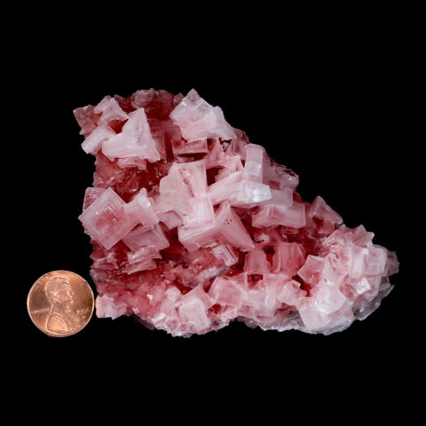 4" Quality Deep Pink Halite Salt Crystals Cluster Mineral Trona, CA Searles Lake - Fossil Age Minerals