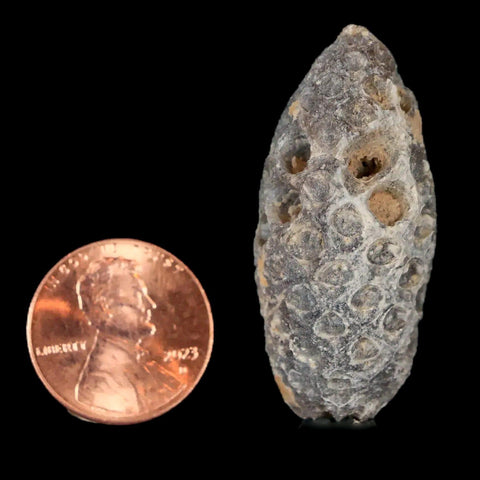 1.6" Fossil Pine Cone Equicalastrobus Replaced By Agate Eocene Age Seeds Fruit - Fossil Age Minerals