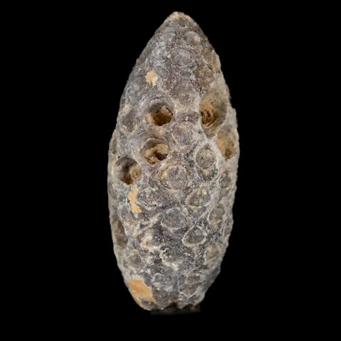 1.6" Fossil Pine Cone Equicalastrobus Replaced By Agate Eocene Age Seeds Fruit - Fossil Age Minerals