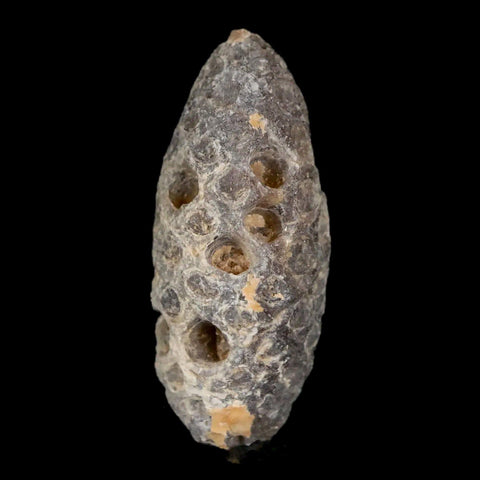 1.6" Fossil Pine Cone Equicalastrobus Replaced By Agate Eocene Age Seeds Fruit - Fossil Age Minerals