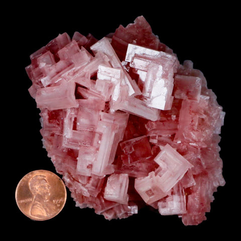 3.5" Quality Deep Pink Halite Salt Crystals Cluster Mineral Trona, CA Searles Lake - Fossil Age Minerals