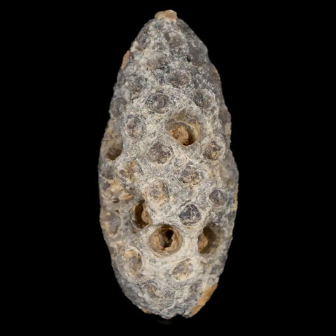 1.6" Fossil Pine Cone Equicalastrobus Replaced By Agate Eocene Age Seeds Fruit - Fossil Age Minerals