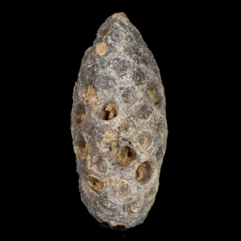 1.6" Fossil Pine Cone Equicalastrobus Replaced By Agate Eocene Age Seeds Fruit - Fossil Age Minerals