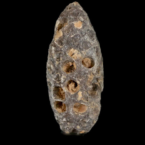 1.6" Fossil Pine Cone Equicalastrobus Replaced By Agate Eocene Age Seeds Fruit - Fossil Age Minerals