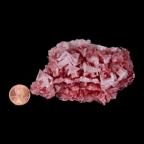 3.8" Quality Deep Pink Halite Salt Crystals Cluster Mineral Trona, CA Searles Lake - Fossil Age Minerals