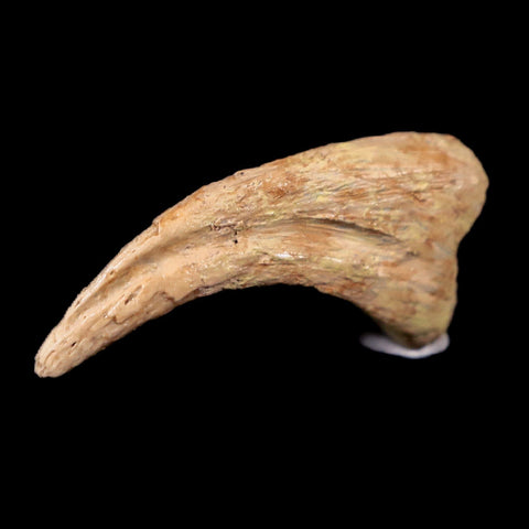 0.6" Anzu Wyliei Raptor Dinosaur Fossil Claw Bone Hell Creek FM SD Display - Fossil Age Minerals