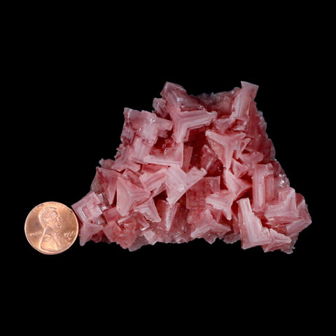 3.4" Quality Deep Pink Halite Salt Crystals Cluster Mineral Trona, CA Searles Lake - Fossil Age Minerals