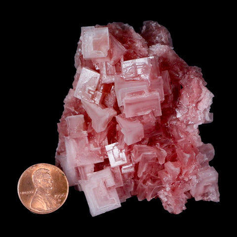 2.8" Quality Deep Pink Halite Salt Crystals Cluster Mineral Trona, CA Searles Lake - Fossil Age Minerals