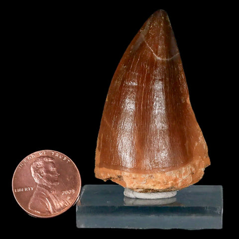 1.9" Mosasaur Prognathodon Fossil Tooth Cretaceous Dinosaur Era COA & Stand - Fossil Age Minerals