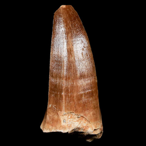 XL 2.2" Mosasaur Hoffmanni Fossil Tooth Cretaceous Dinosaur Era COA & Stand - Fossil Age Minerals