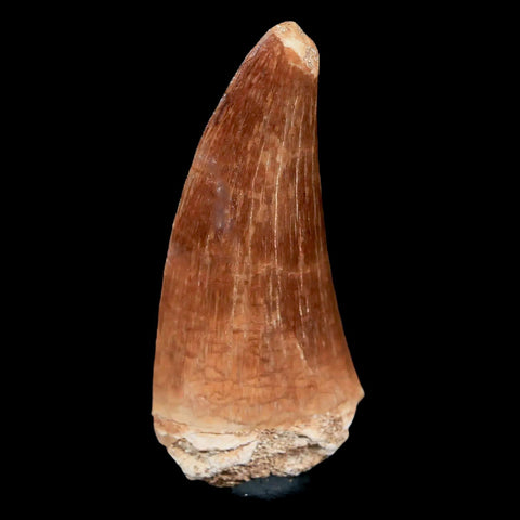 XL 2.2" Mosasaur Hoffmanni Fossil Tooth Cretaceous Dinosaur Era COA & Stand - Fossil Age Minerals