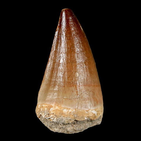 XL 2.3" Mosasaur Prognathodon Fossil Tooth Cretaceous Dinosaur Era COA & Stand - Fossil Age Minerals