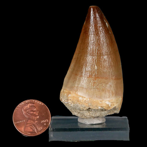 XL 2.3" Mosasaur Prognathodon Fossil Tooth Cretaceous Dinosaur Era COA & Stand - Fossil Age Minerals