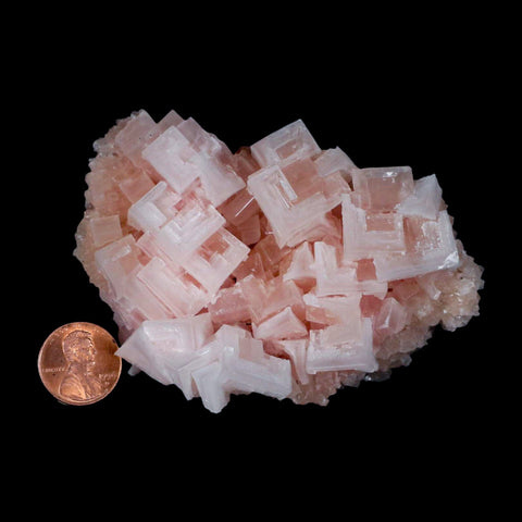 3.7" Quality Pink Halite Salt Crystals Cluster Mineral Trona, CA Searles Lake - Fossil Age Minerals