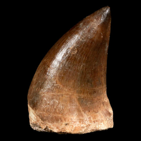 XL 2.2" Mosasaur Prognathodon Fossil Tooth Cretaceous Dinosaur Era COA & Stand - Fossil Age Minerals