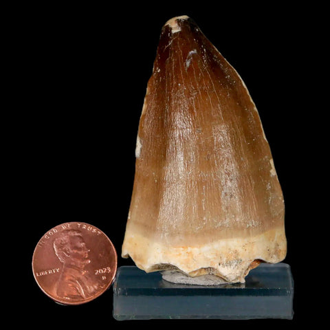 XL 2.4" Mosasaur Prognathodon Fossil Tooth Cretaceous Dinosaur Era COA & Stand - Fossil Age Minerals