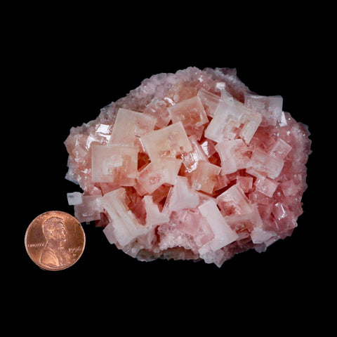 3.1" Quality Pink Halite Salt Crystals Cluster Mineral Trona, CA Searles Lake - Fossil Age Minerals