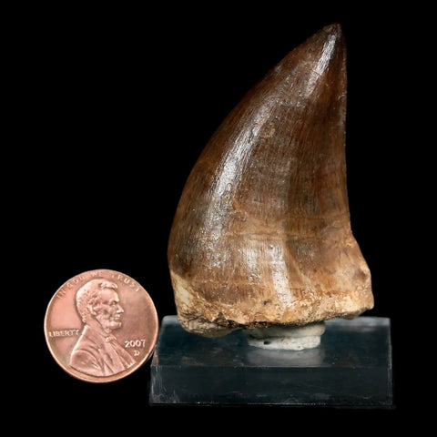 XL 2.2" Mosasaur Prognathodon Fossil Tooth Cretaceous Dinosaur Era COA & Stand - Fossil Age Minerals