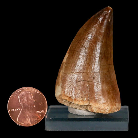 XL 2" Mosasaur Prognathodon Fossil Tooth Cretaceous Dinosaur Era COA & Stand - Fossil Age Minerals