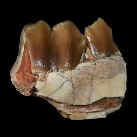 0.9" Poebrotherium Wilsoni Fossil Jaw Teeth Primitive Camel SD Badlands Display - Fossil Age Minerals