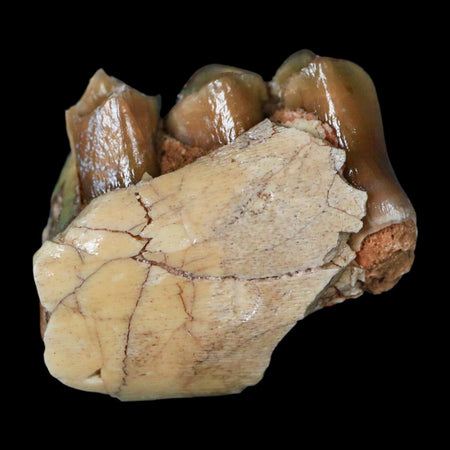 0.9" Poebrotherium Wilsoni Fossil Jaw Teeth Primitive Camel SD Badlands Display