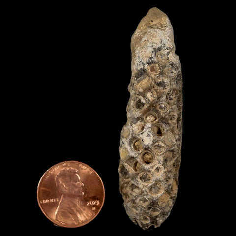 XL 2.4" Fossil Pine Cone Equicalastrobus Replaced By Agate Eocene Age Seeds Fruit - Fossil Age Minerals