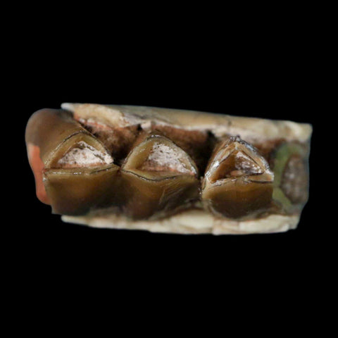 0.9" Poebrotherium Wilsoni Fossil Jaw Teeth Primitive Camel SD Badlands Display - Fossil Age Minerals