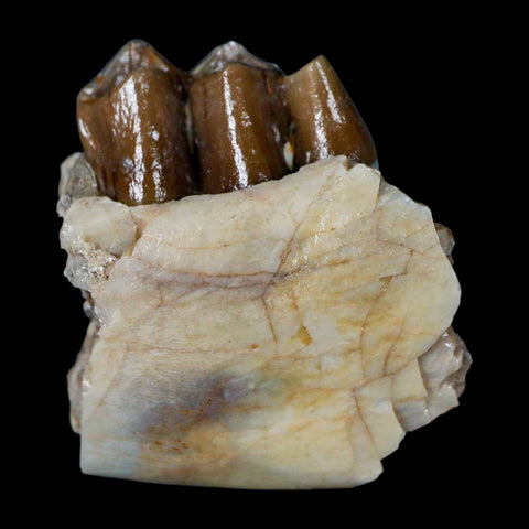 1.1" Poebrotherium Wilsoni Fossil Jaw Teeth Primitive Camel SD Badlands Display - Fossil Age Minerals