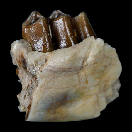 1.1" Poebrotherium Wilsoni Fossil Jaw Teeth Primitive Camel SD Badlands Display