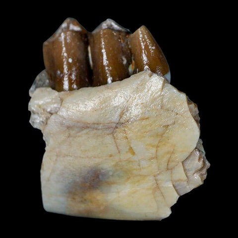 1.1" Poebrotherium Wilsoni Fossil Jaw Teeth Primitive Camel SD Badlands Display - Fossil Age Minerals