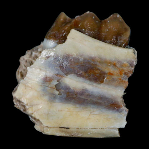 1.1" Poebrotherium Wilsoni Fossil Jaw Teeth Primitive Camel SD Badlands Display - Fossil Age Minerals