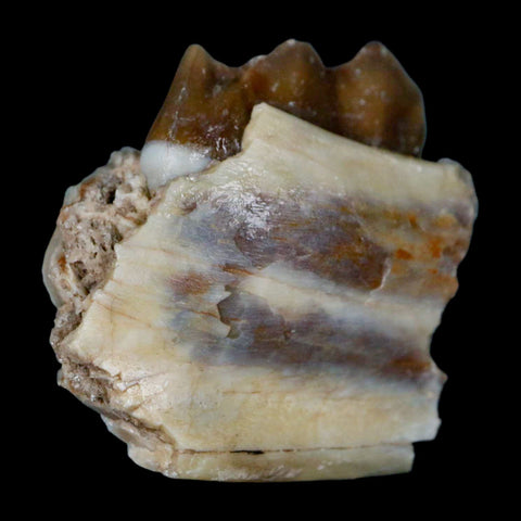 1.1" Poebrotherium Wilsoni Fossil Jaw Teeth Primitive Camel SD Badlands Display - Fossil Age Minerals