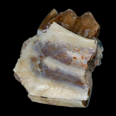 1.1" Poebrotherium Wilsoni Fossil Jaw Teeth Primitive Camel SD Badlands Display - Fossil Age Minerals