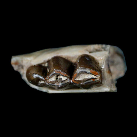 1.1" Poebrotherium Wilsoni Fossil Jaw Teeth Primitive Camel SD Badlands Display - Fossil Age Minerals